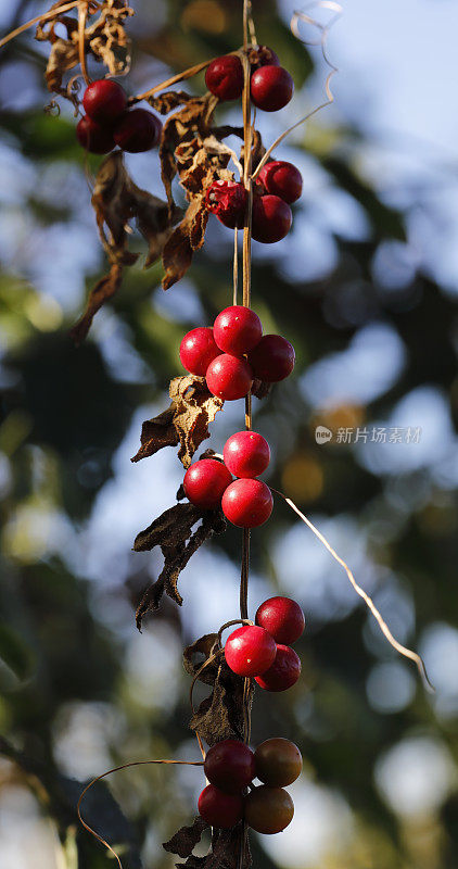 白色bryony Bryonia dioica成熟红色浆果